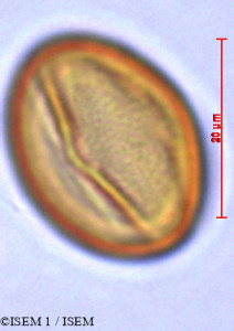 ISEM 1/Lobelia_urens_29421/Lobelia_urens_29421_0001(copy)_thumb.jpg